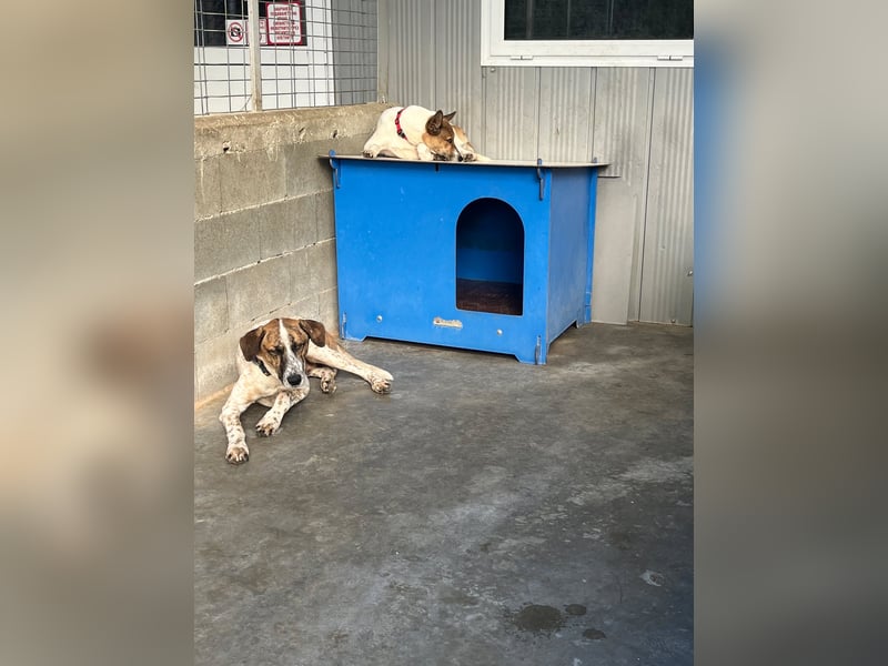 Liska - sanfte Hündin sucht ihr Für immer Zuhause ❤️