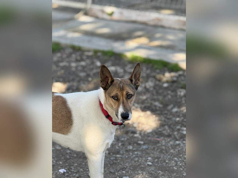 Liska - sanfte Hündin sucht ihr Für immer Zuhause ❤️