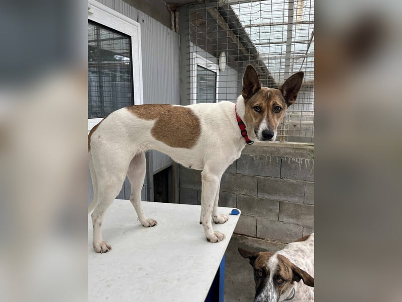 Liska - sanfte Hündin sucht ihr Für immer Zuhause ❤️