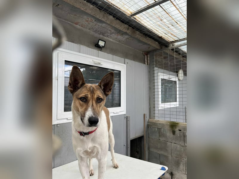 Liska - sanfte Hündin sucht ihr Für immer Zuhause ❤️