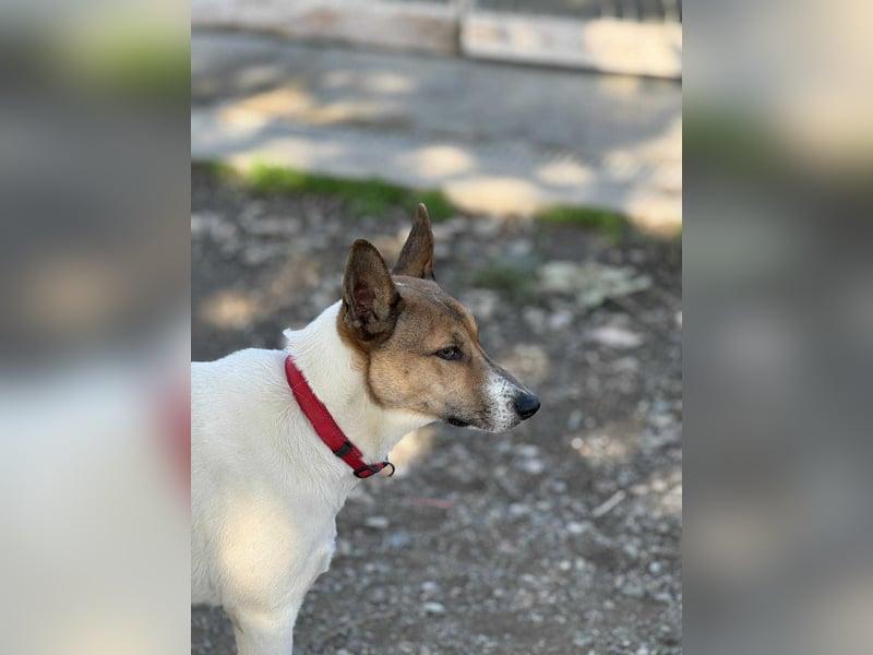 Liska - sanfte Hündin sucht ihr Für immer Zuhause ❤️