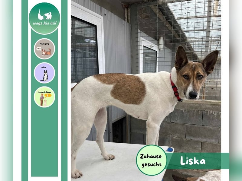 Liska - sanfte Hündin sucht ihr Für immer Zuhause ❤️