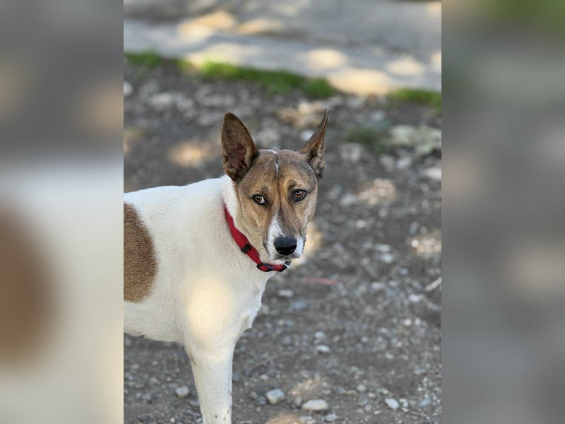 Liska - sanfte Hündin sucht ihr Für immer Zuhause ❤️