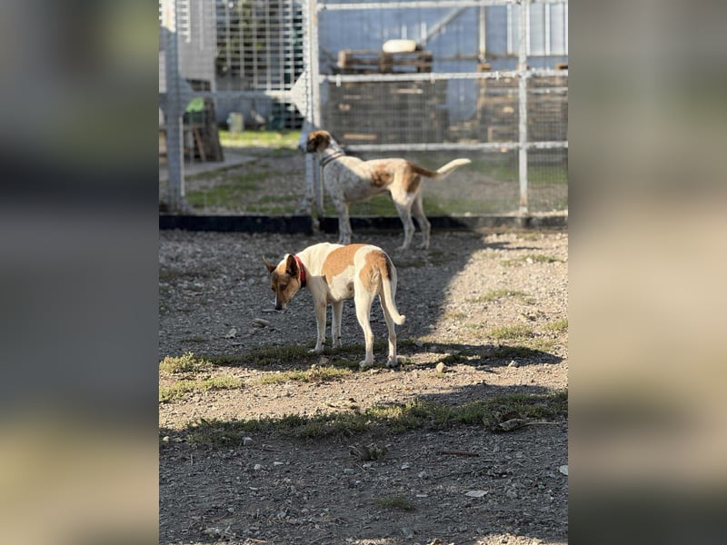 Liska - sanfte Hündin sucht ihr Für immer Zuhause ❤️