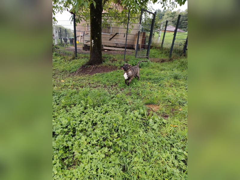 Cimarron mädchen aus spitzenverpaarung sucht noch ihr für immer Zuhause.