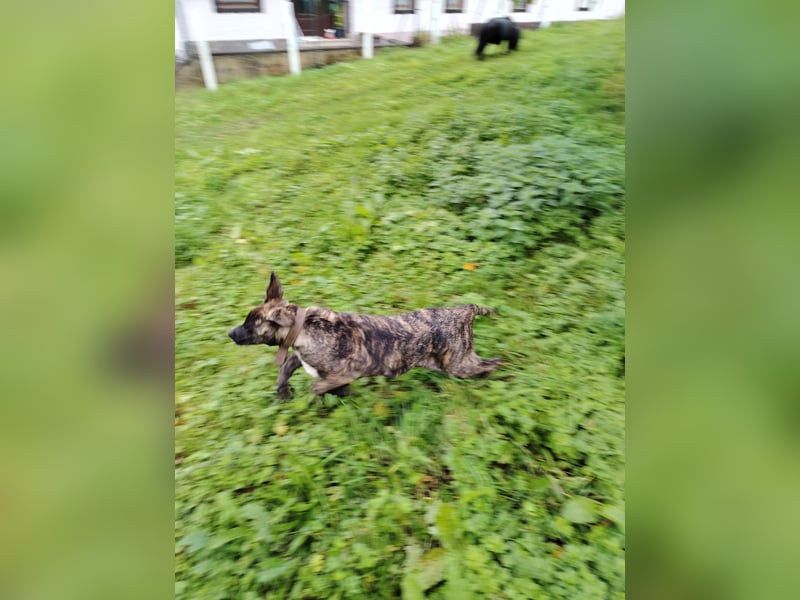 Cimarron mädchen aus spitzenverpaarung sucht noch ihr für immer Zuhause.