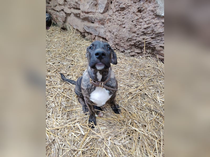 Cimarron mädchen aus spitzenverpaarung sucht noch ihr für immer Zuhause.