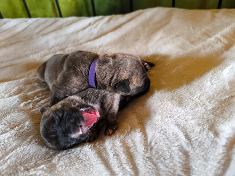 Cimarron mädchen aus spitzenverpaarung sucht noch ihr für immer Zuhause.