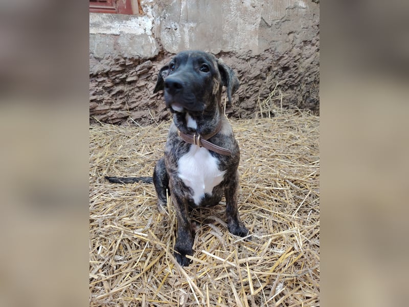 Cimarron mädchen aus spitzenverpaarung sucht noch ihr für immer Zuhause.