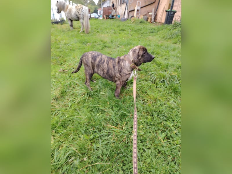 Cimarron mädchen aus spitzenverpaarung sucht noch ihr für immer Zuhause.