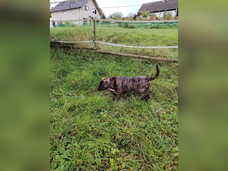 Cimarron mädchen aus spitzenverpaarung sucht noch ihr für immer Zuhause.