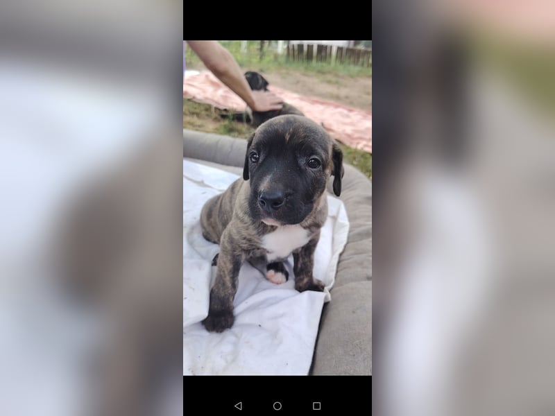 Cimarron mädchen aus spitzenverpaarung sucht noch ihr für immer Zuhause.