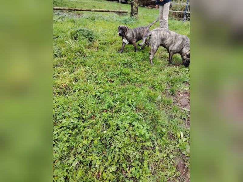 Cimarron mädchen aus spitzenverpaarung sucht noch ihr für immer Zuhause.