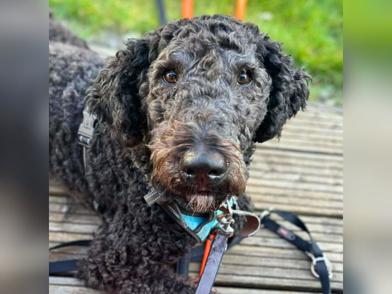 Milo - aktiv&freundlich