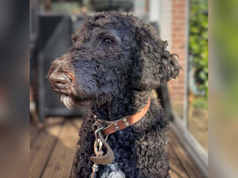 Milo - aktiv&freundlich