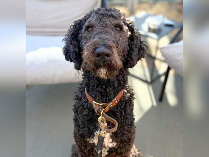 Milo - aktiv&freundlich