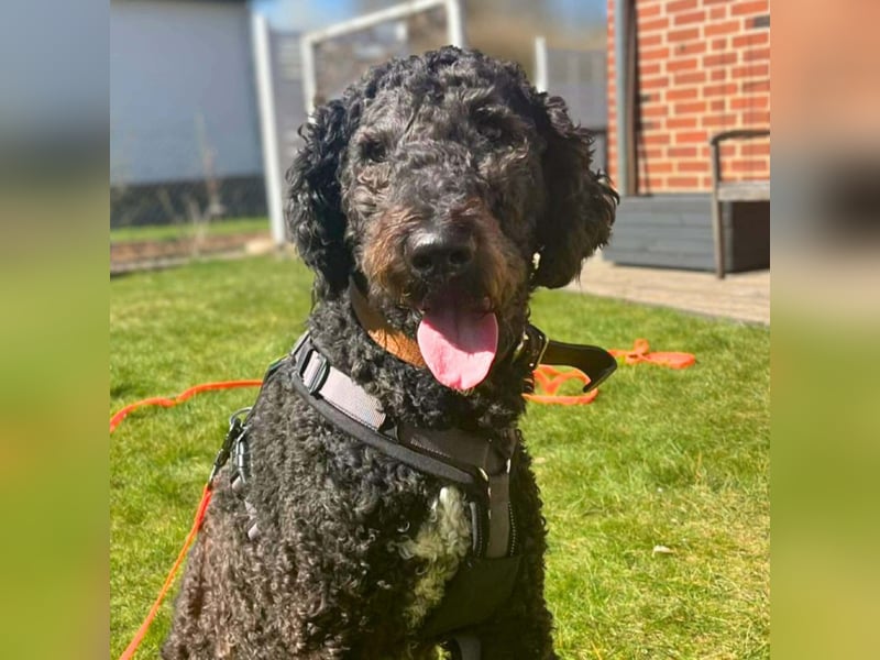 Milo - aktiv&freundlich