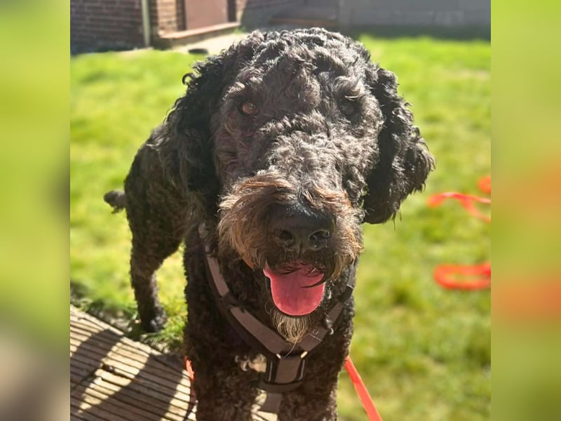 Milo - aktiv&freundlich