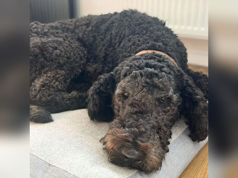 Milo - aktiv&freundlich