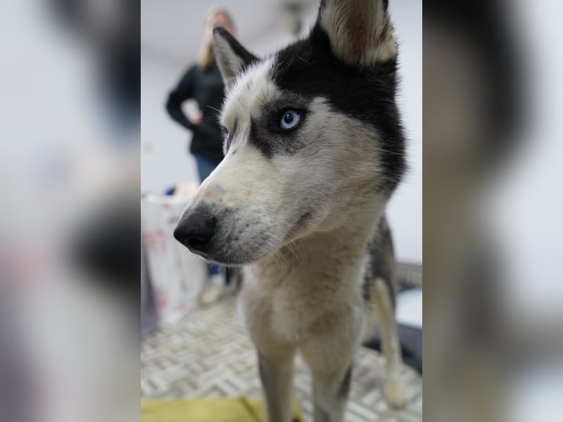 DAENERYS, bezaubernde Husky-Schönheit, 1 Jahr, 54 cm, Tierschutz Rumänien