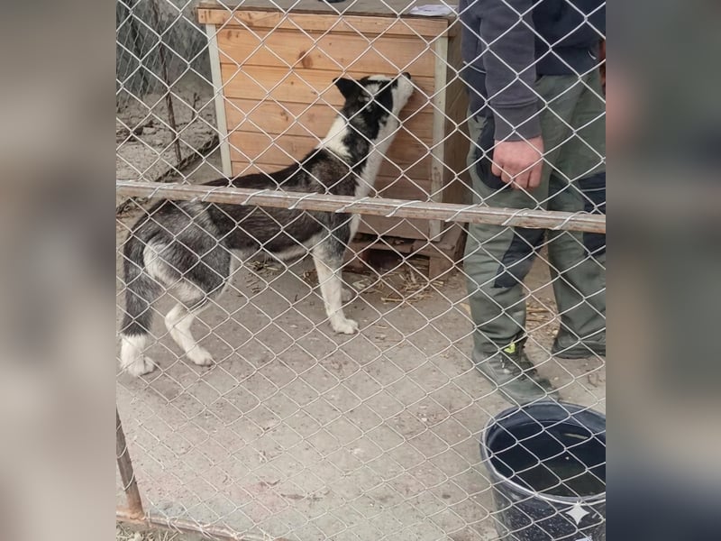 DAENERYS, bezaubernde Husky-Schönheit, 1 Jahr, 54 cm, Tierschutz Rumänien