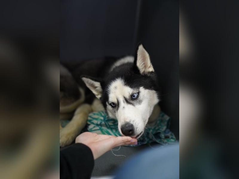 DAENERYS, bezaubernde Husky-Schönheit, 1 Jahr, 54 cm, Tierschutz Rumänien