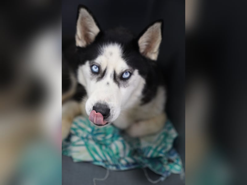 DAENERYS, bezaubernde Husky-Schönheit, 1 Jahr, 54 cm, Tierschutz Rumänien