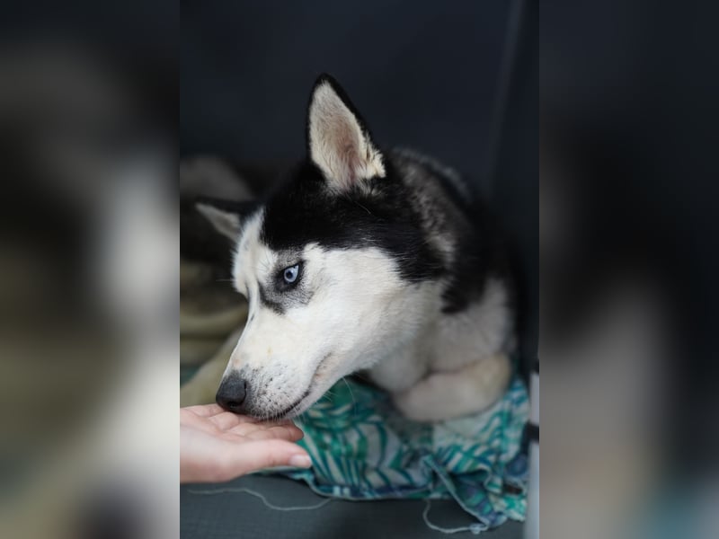 DAENERYS, bezaubernde Husky-Schönheit, 1 Jahr, 54 cm, Tierschutz Rumänien