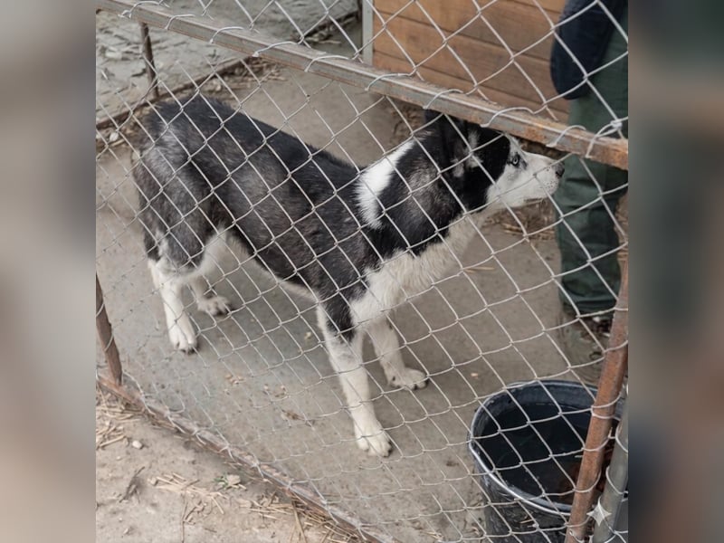 DAENERYS, bezaubernde Husky-Schönheit, 1 Jahr, 54 cm, Tierschutz Rumänien