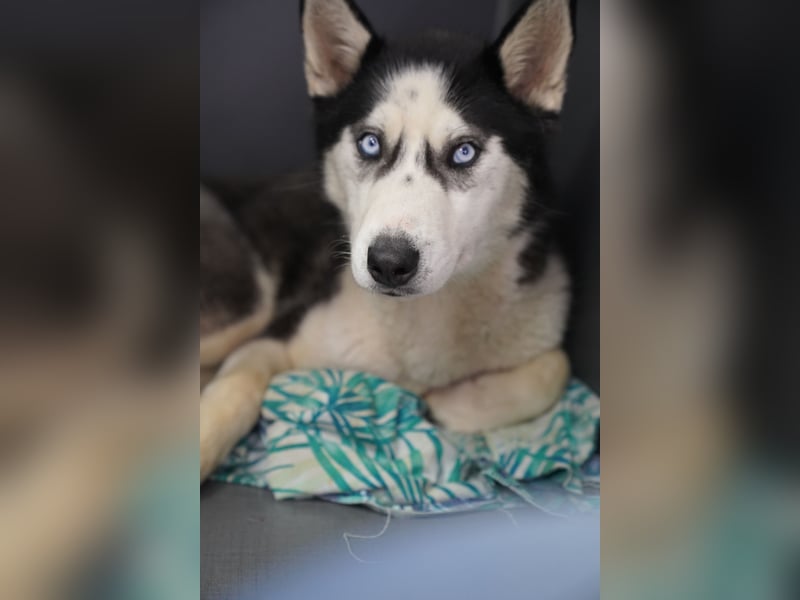 DAENERYS, bezaubernde Husky-Schönheit, 1 Jahr, 54 cm, Tierschutz Rumänien