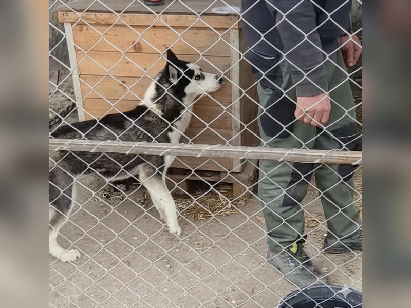 DAENERYS, bezaubernde Husky-Schönheit, 1 Jahr, 54 cm, Tierschutz Rumänien