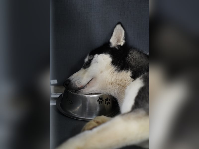 DAENERYS, bezaubernde Husky-Schönheit, 1 Jahr, 54 cm, Tierschutz Rumänien