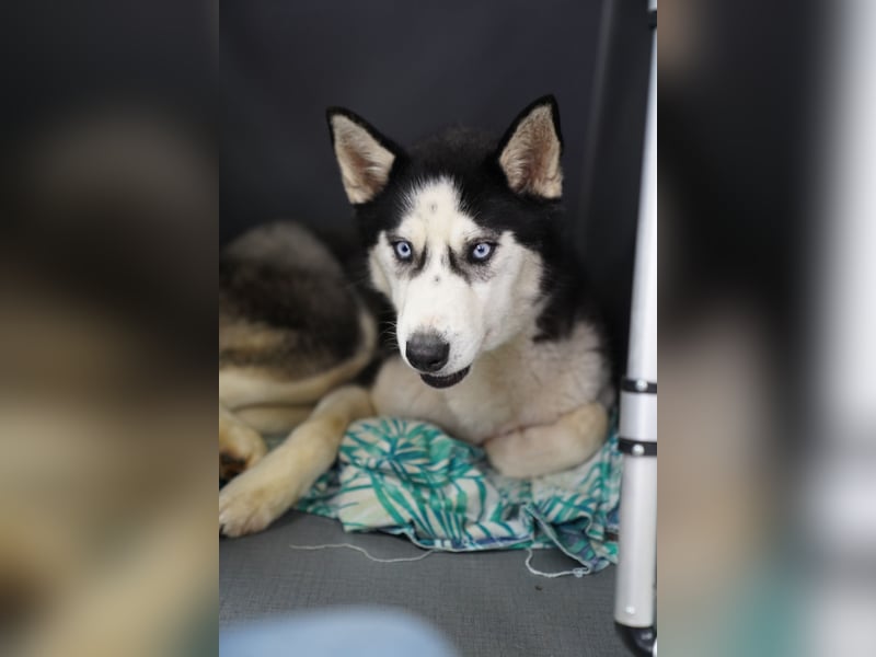 DAENERYS, bezaubernde Husky-Schönheit, 1 Jahr, 54 cm, Tierschutz Rumänien