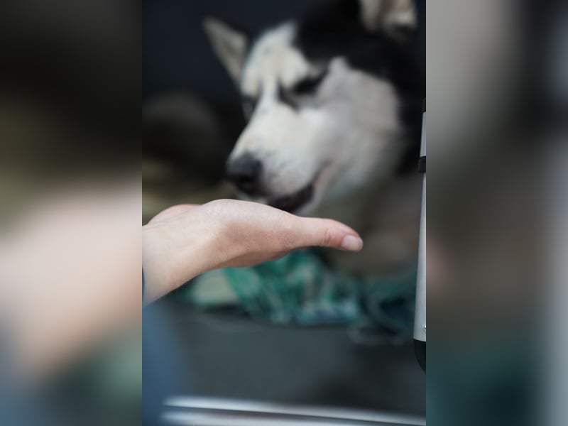 DAENERYS, bezaubernde Husky-Schönheit, 1 Jahr, 54 cm, Tierschutz Rumänien