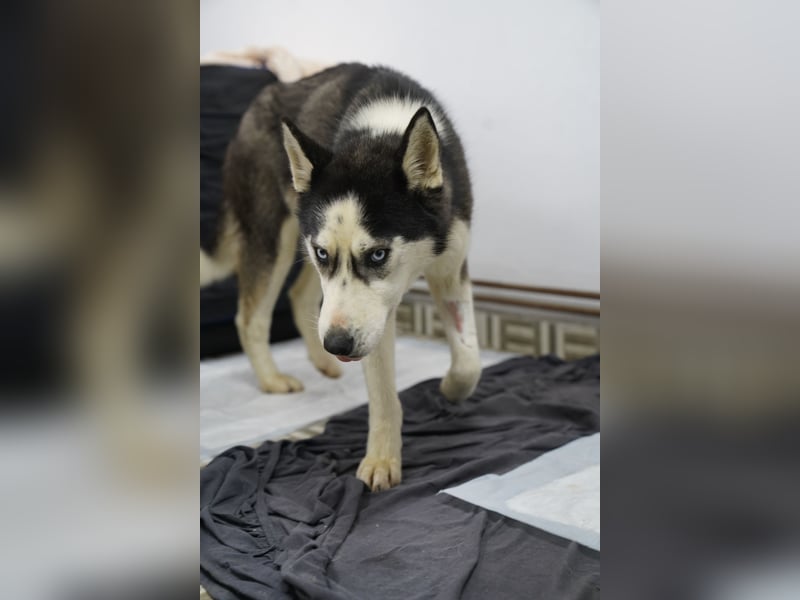 DAENERYS, bezaubernde Husky-Schönheit, 1 Jahr, 54 cm, Tierschutz Rumänien