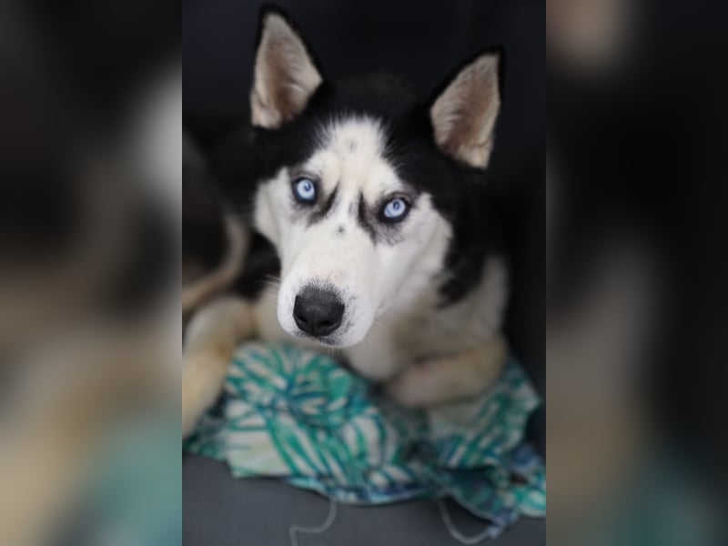 DAENERYS, bezaubernde Husky-Schönheit, 1 Jahr, 54 cm, Tierschutz Rumänien