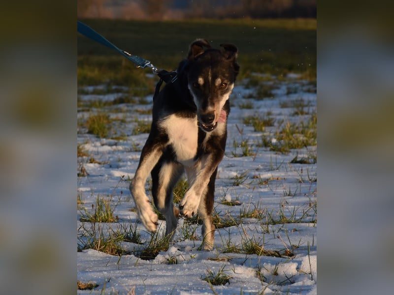 "Taurus", weiblich, Europäischer Schlittenhund, geb. 14.05.19, ca. 60 cm