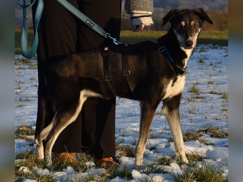 "Taurus", weiblich, Europäischer Schlittenhund, geb. 14.05.19, ca. 60 cm