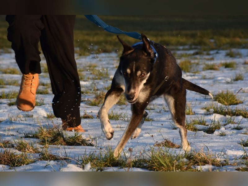 "Taurus", weiblich, Europäischer Schlittenhund, geb. 14.05.19, ca. 60 cm