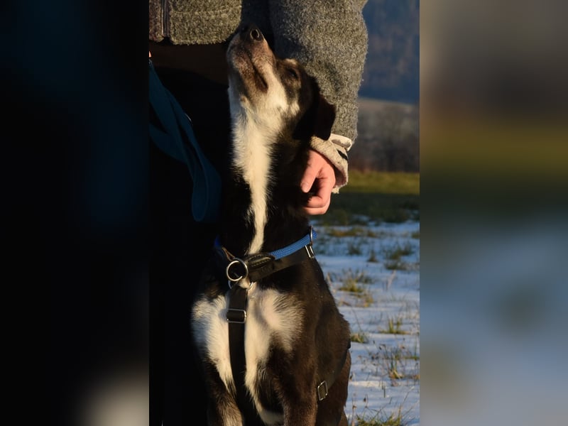 "Taurus", weiblich, Europäischer Schlittenhund, geb. 14.05.19, ca. 60 cm