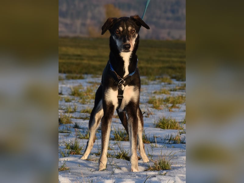 "Taurus", weiblich, Europäischer Schlittenhund, geb. 14.05.19, ca. 60 cm