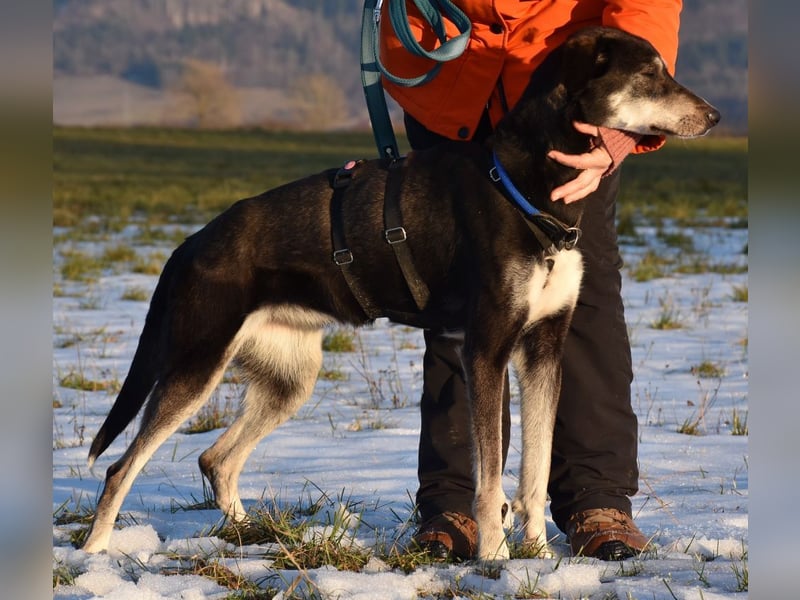 "Taurus", weiblich, Europäischer Schlittenhund, geb. 14.05.19, ca. 60 cm