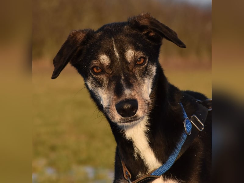 "Taurus", weiblich, Europäischer Schlittenhund, geb. 14.05.19, ca. 60 cm