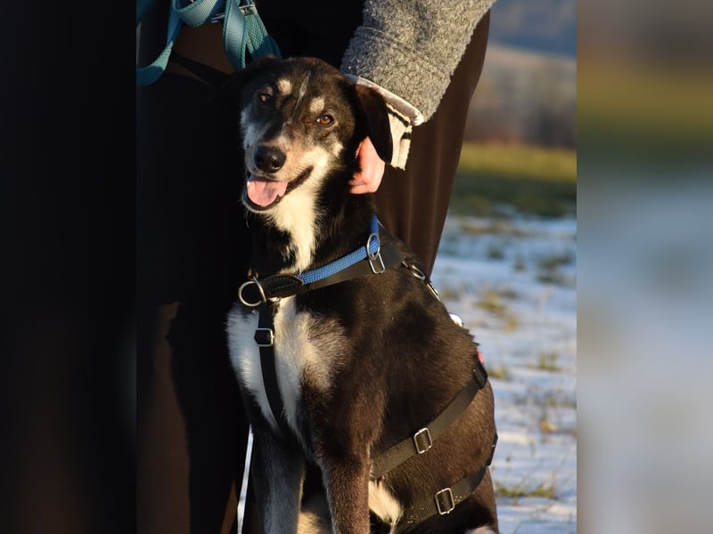 "Taurus", weiblich, Europäischer Schlittenhund, geb. 14.05.19, ca. 60 cm