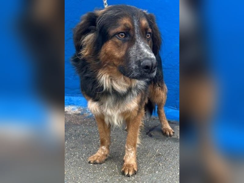 Lewis, hatte noch nie eine Anfrage