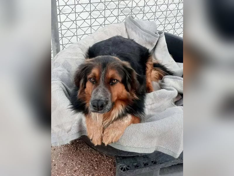 Lewis , der charmante Herzensbrecher mit der Herzchen-Nase!