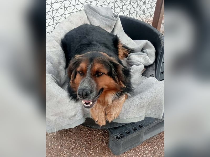 Lewis, hatte noch nie eine Anfrage