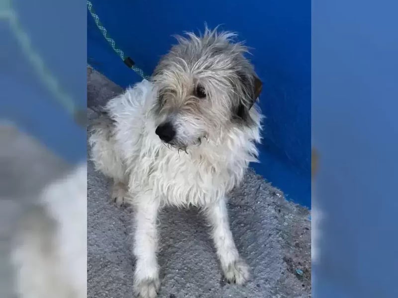 Peque, er wartet still und leise