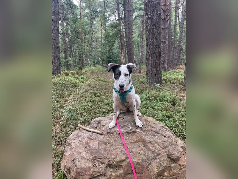 Lotti sucht ihr Zuhause