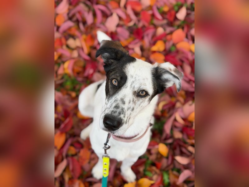 Lotti sucht ihr Zuhause